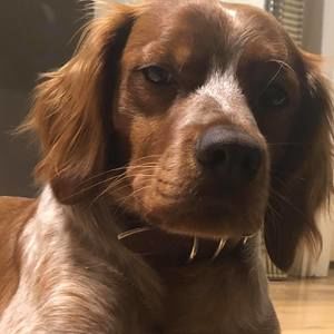 Meet your Posher, Maurice